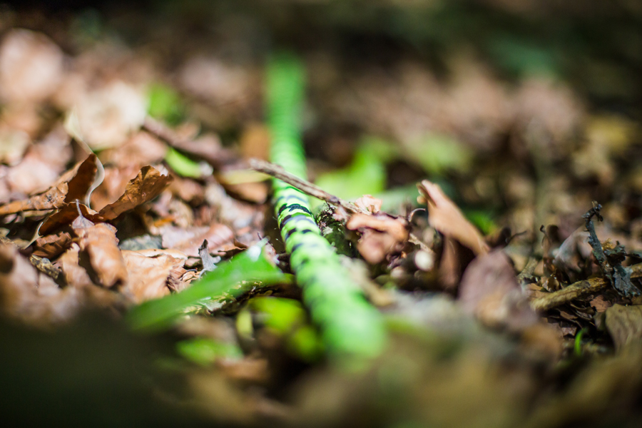 Une corde vert vif et noir est partiellement cachée parmi les feuilles sèches et les débris du sol de la forêt, son corps formant une subtile danse verticale alors qu'il se fond dans son environnement naturel.
