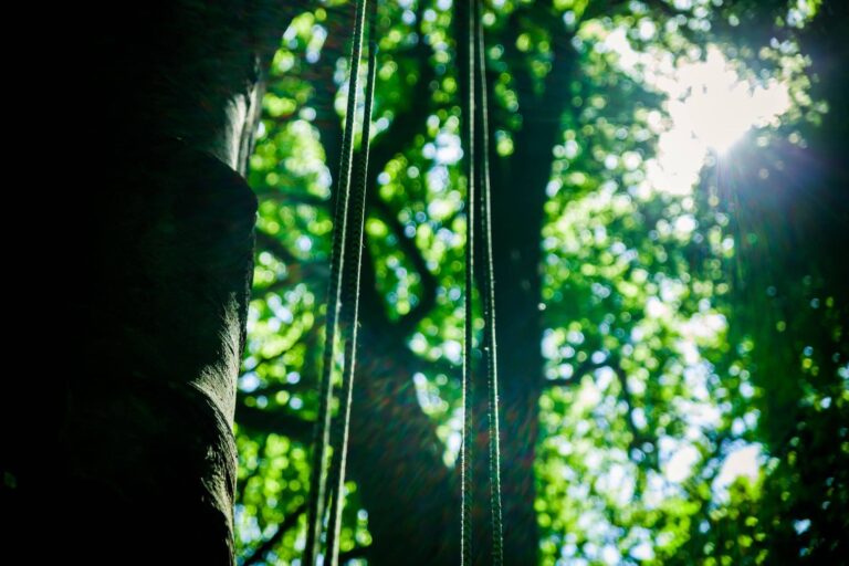 cordes suspendues dans le contrejour dans des arbres