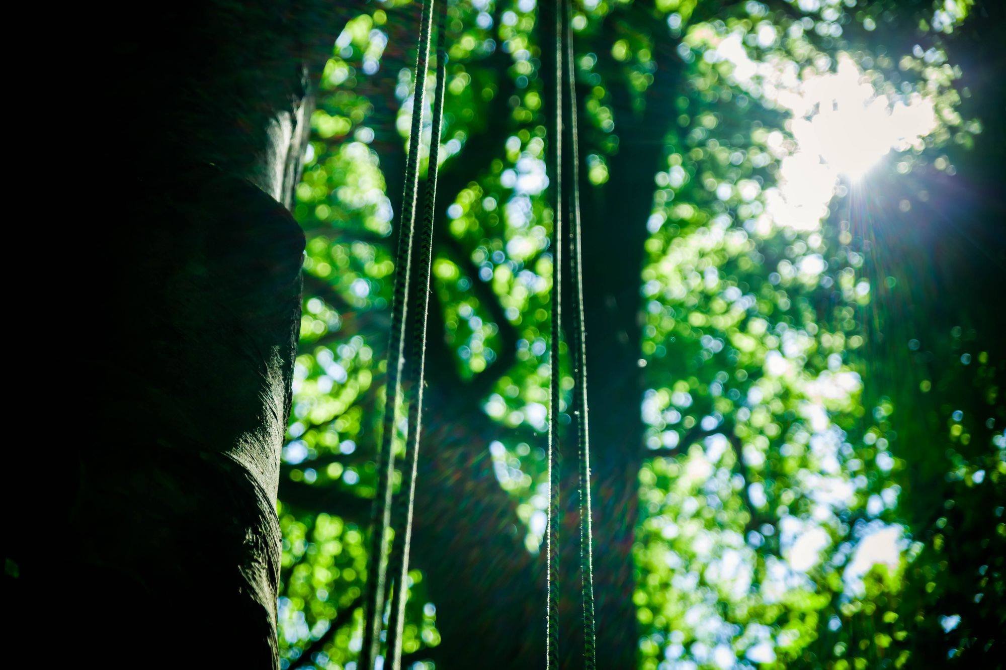 cordes suspendues dans le contrejour dans des arbres