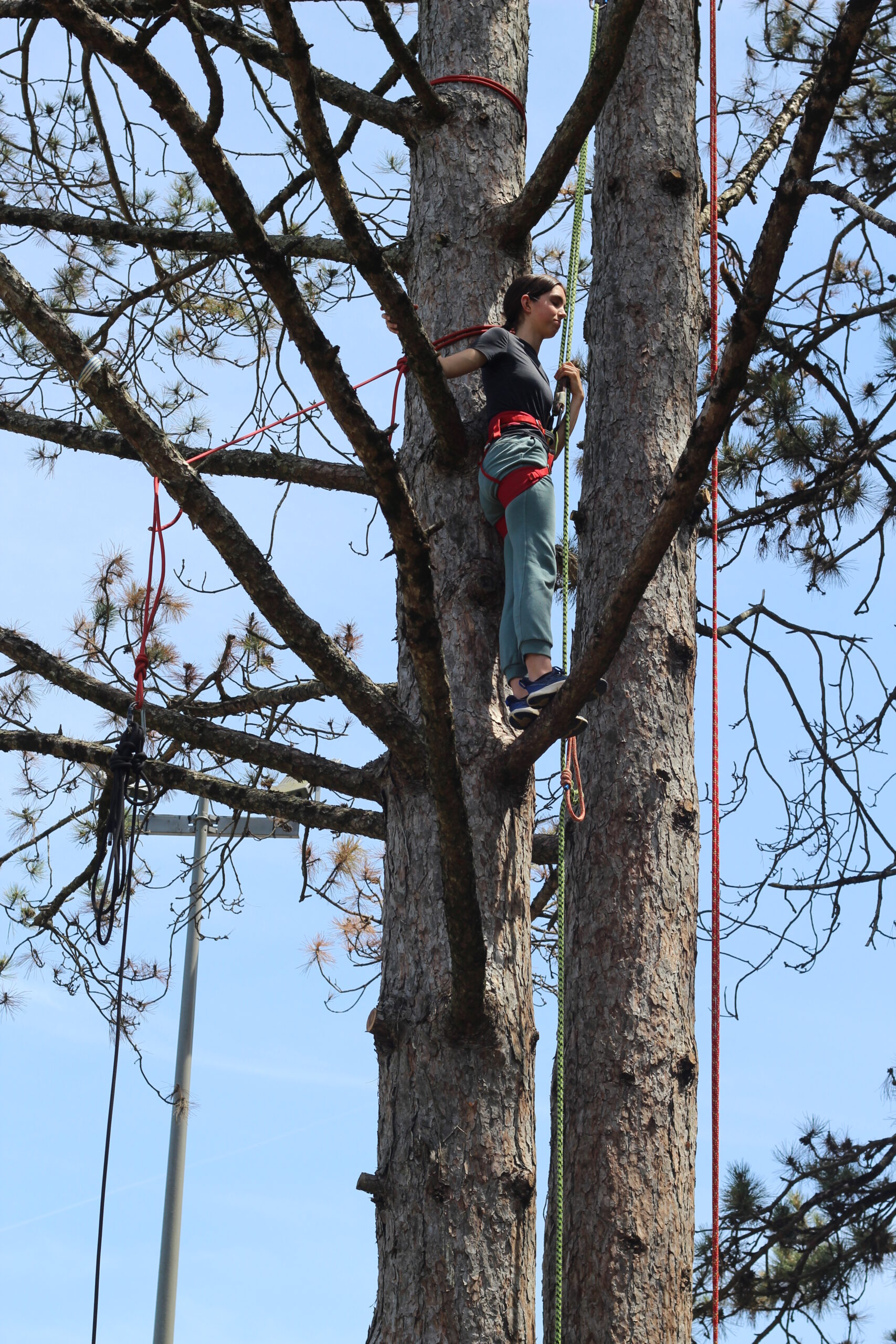 Vêtue d'un harnais, une personne escalade un grand arbre à l'aide de cordes et d'équipements de sécurité par temps clair, en se déplaçant avec la grâce de la danse.